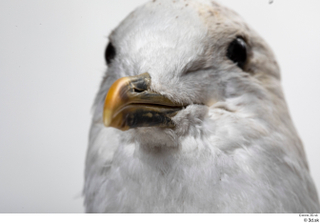 Common gull Larus Canus beak mouth 0003.jpg